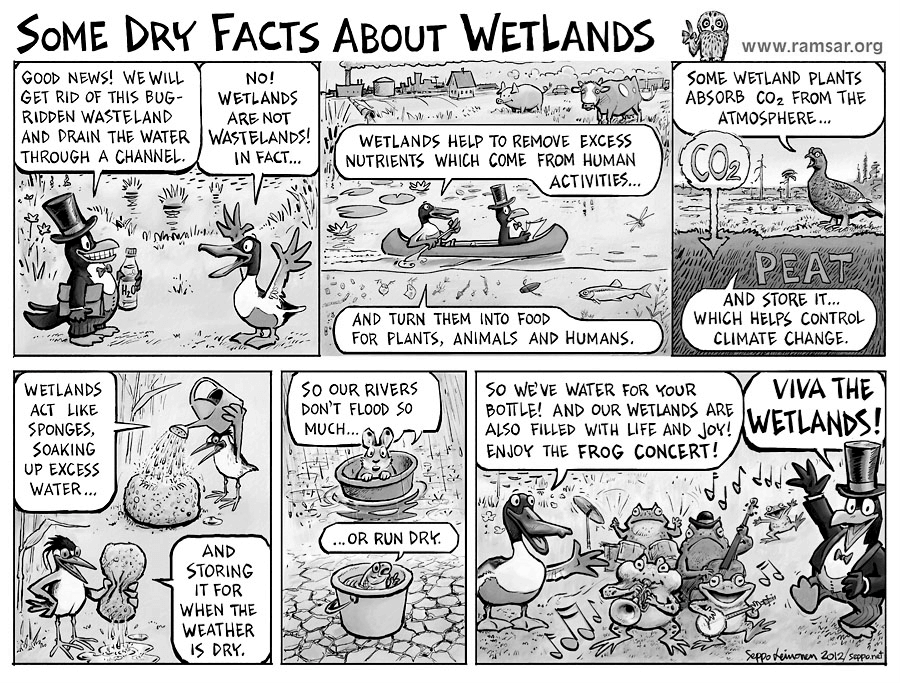 wetlands