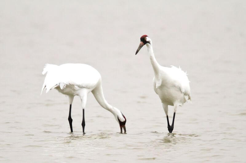 whooping cranes
