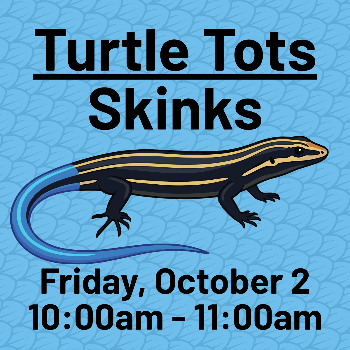skink-turtle-tots-website.png