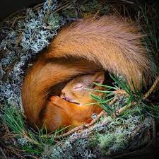 squirrel-sleeping.jpg