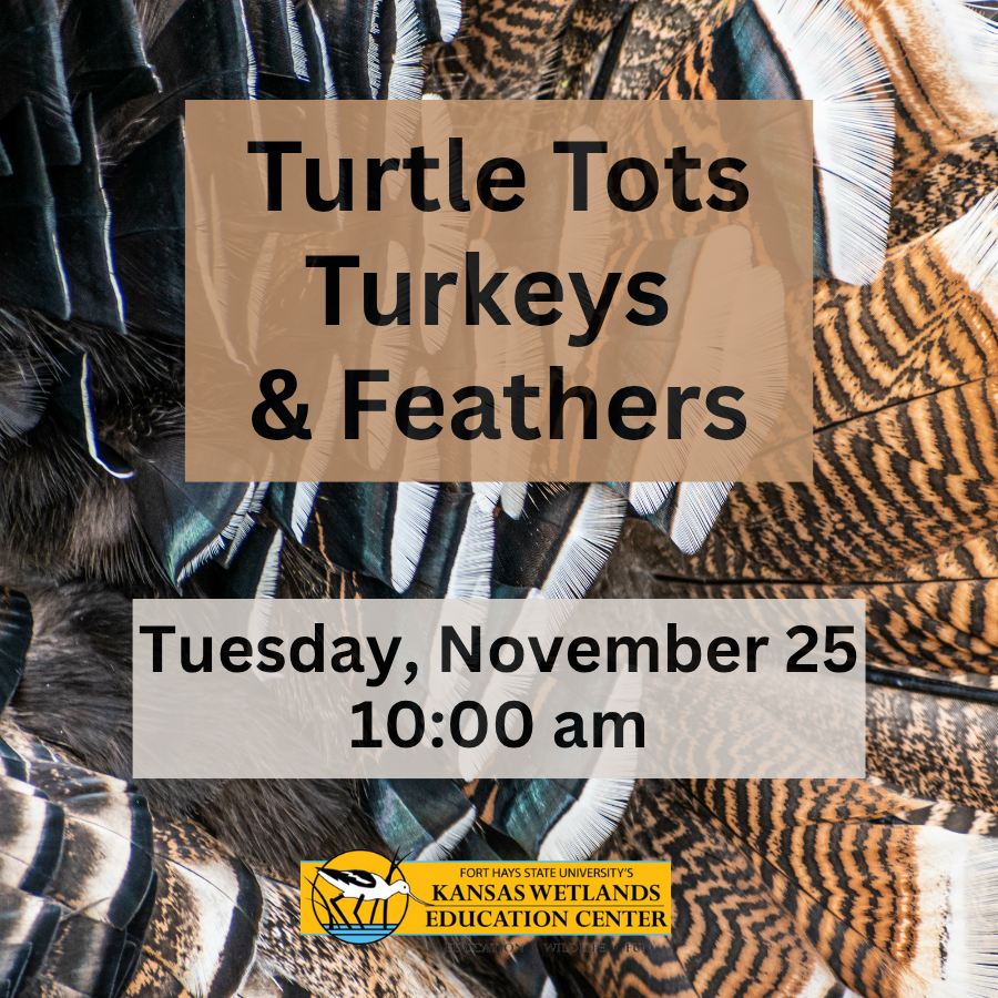turkeys-and-feathers-website.png