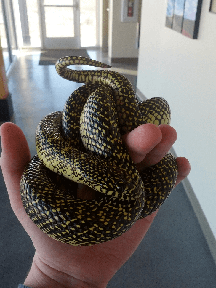 Kingsnake png images