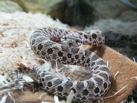 Hognose snake playing dead, He's so convincing that he even…