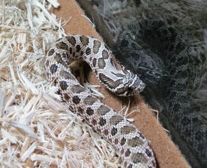 Hognose snake playing dead, He's so convincing that he even…