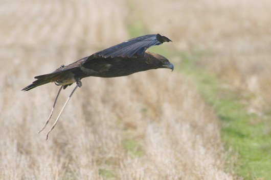 golden eagle