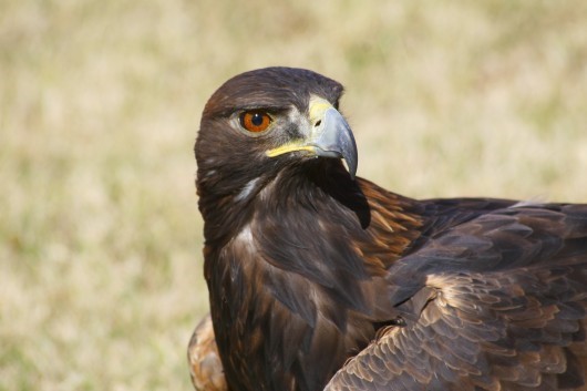 golden eagle