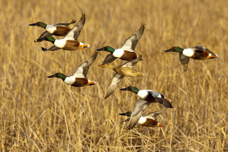 duck hunting background